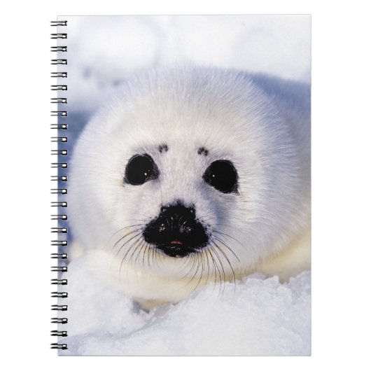 Portret van een Harp Seal Pup Notitieboek (Voorkant)