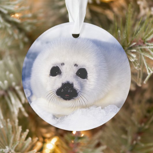 Portret van een Harp Seal Pup Ornament (Boom)
