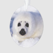 Portret van een Harp Seal Pup Ornament (voorkant)