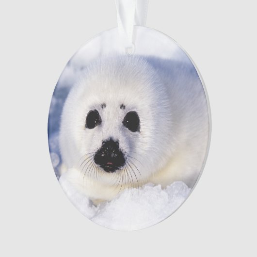 Portret van een Harp Seal Pup Ornament (voorkant)