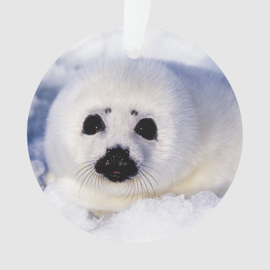 Portret van een Harp Seal Pup Ornament (voorkant)