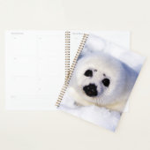 Portret van een Harp Seal Pup Planner (Display)