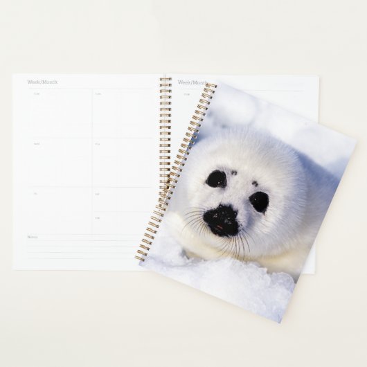 Portret van een Harp Seal Pup Planner (Display)