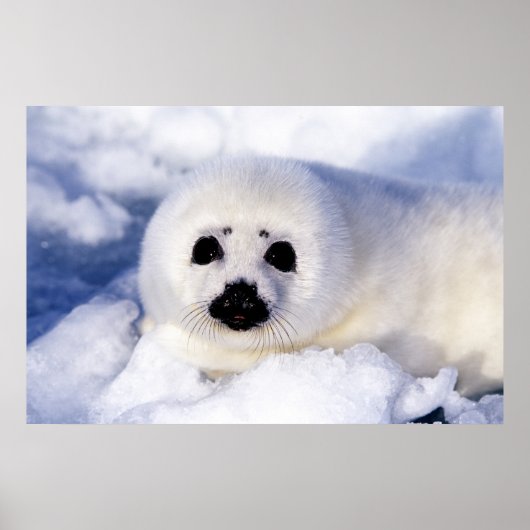 Portret van een Harp Seal Pup Poster (Voorkant)