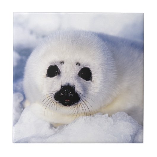 Portret van een Harp Seal Pup Tegeltje (Voorkant)