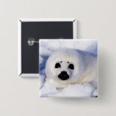 Portret van een Harp Seal Pup Vierkante Button 5,1 Cm (Voorkant /achterkant)