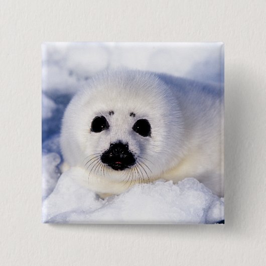 Portret van een Harp Seal Pup Vierkante Button 5,1 Cm (Voorkant)