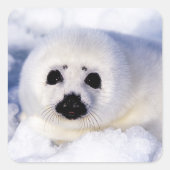 Portret van een Harp Seal Pup Vierkante Sticker (Voorkant)