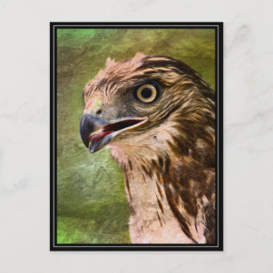 Portret van een Hawk Briefkaart
