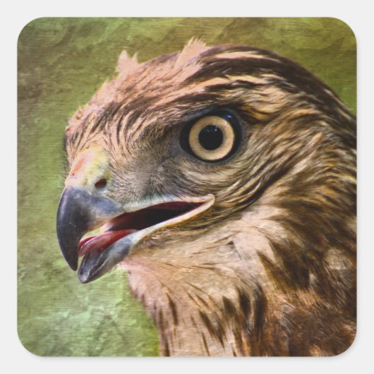 Portret van een Hawk Vierkante Sticker (Voorkant)