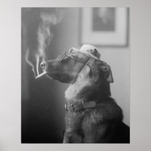 Portret van een hond, 1923.  foto poster