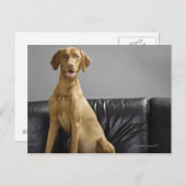 Portret van een hond briefkaart (Voorkant / Achterkant)