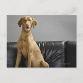 Portret van een hond briefkaart (Voorkant)