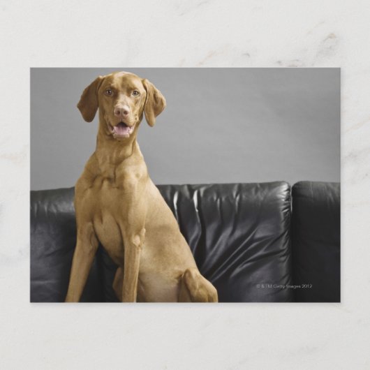 Portret van een hond briefkaart (Voorkant)