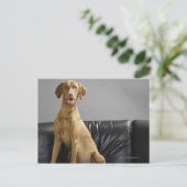 Portret van een hond briefkaart (Staand voorkant)