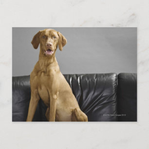 Portret van een hond briefkaart