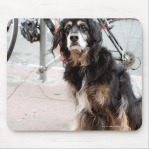 Portret van een hond die naar verwachting op de ei muismat