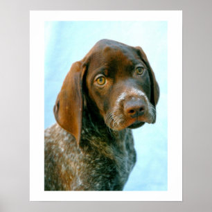 Portret van een hond poster