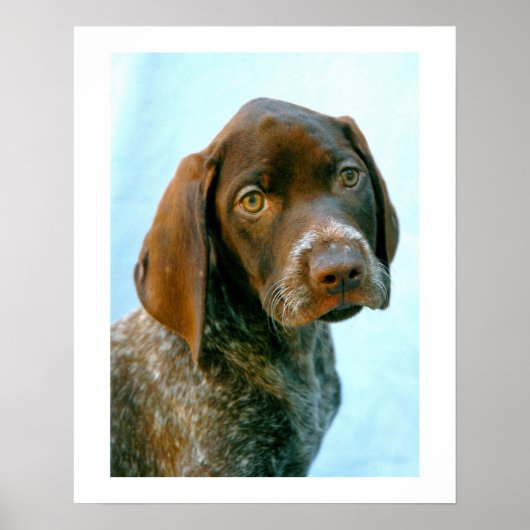Portret van een hond poster (Voorkant)