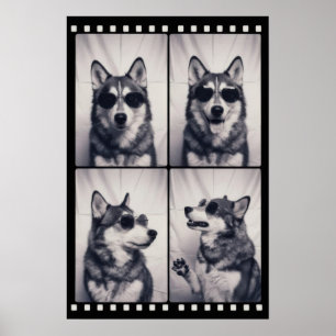 Portret van een husky poster