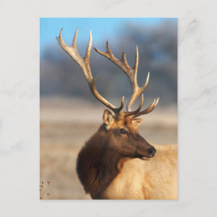 Portret van een indrukwekkende mannetjeseland briefkaart