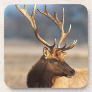 Portret van een indrukwekkende wapiti-stier bier onderzetter