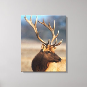 Portret van een indrukwekkende wapiti-stier canvas afdruk