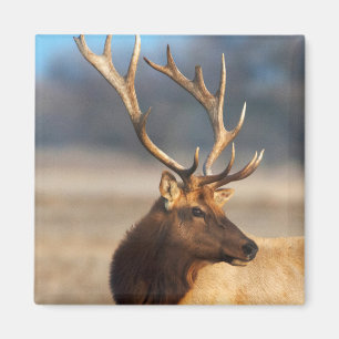 Portret van een indrukwekkende wapiti-stier magneet