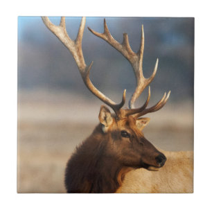 Portret van een indrukwekkende wapiti-stier tegeltje