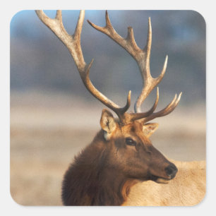 Portret van een indrukwekkende wapiti-stier vierkante sticker