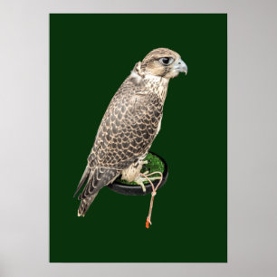 Portret van een jagende valk echte foto poster