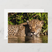 Portret van een jaguar-zwemmer briefkaart (Voorkant / Achterkant)