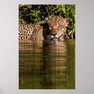 Portret van een jaguar-zwemmer poster