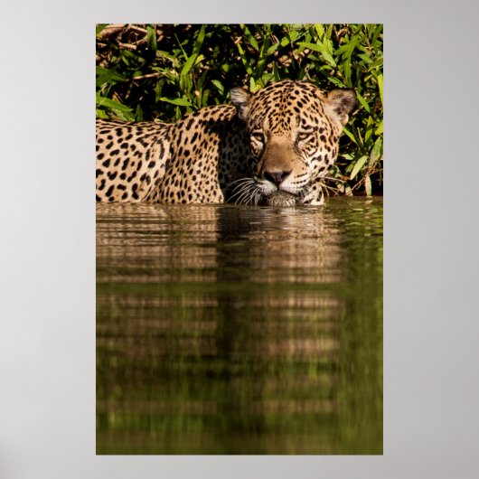 Portret van een jaguar-zwemmer poster (Voorkant)
