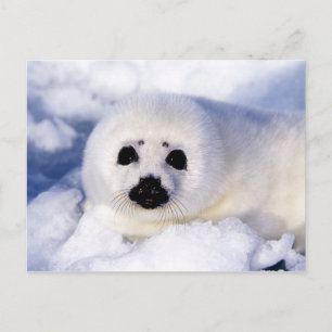 Portret van een jong zeehondje briefkaart