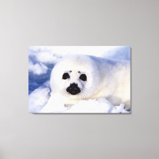 Portret van een jong zeehondje canvas afdruk (Voorkant)