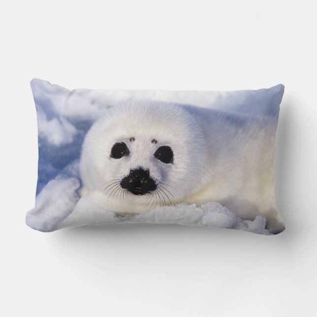 Portret van een jong zeehondje kussen (Voorkant)