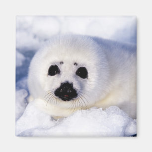 Portret van een jong zeehondje magneet