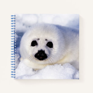 Portret van een jong zeehondje notitieboek