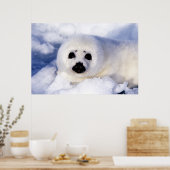 Portret van een jong zeehondje poster (Keuken)