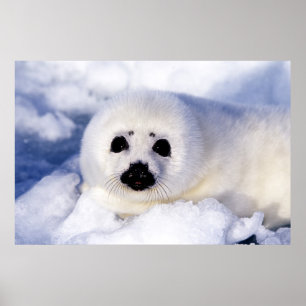 Portret van een jong zeehondje poster
