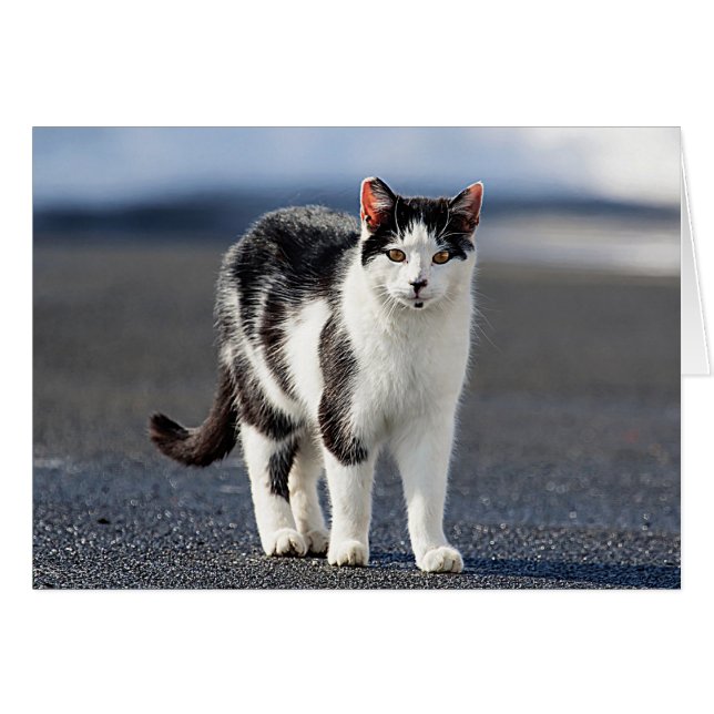 Portret van een kat (Voorkant Horizontaal)