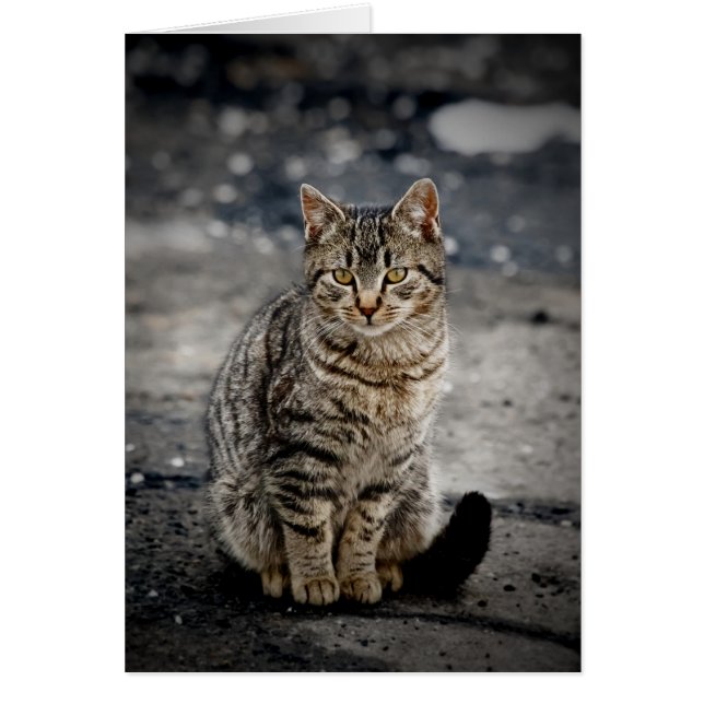 Portret van een kat (Voorkant)