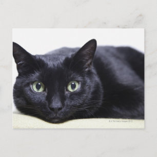 Portret van een kat briefkaart