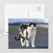 Portret van een kat briefkaart (Voorkant / Achterkant)