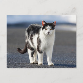 Portret van een kat briefkaart