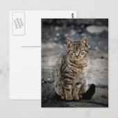 Portret van een kat briefkaart (Voorkant / Achterkant)