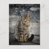 Portret van een kat briefkaart (Voorkant)