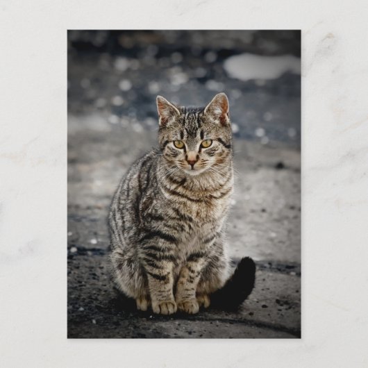 Portret van een kat briefkaart (Voorkant)
