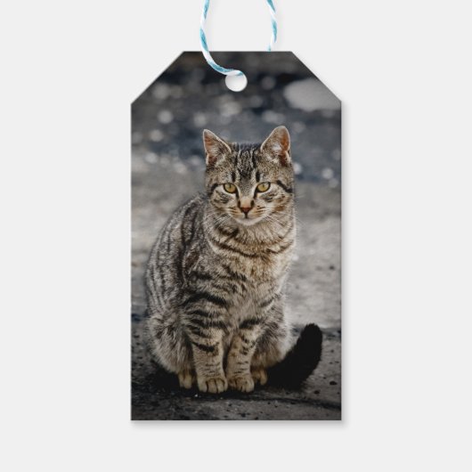 Portret van een kat cadeaulabel (Voorkant)